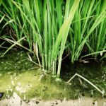 La risaia di Spagna | Parc Delta de L'Ebre